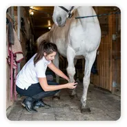 蹄の手入れをする人と馬